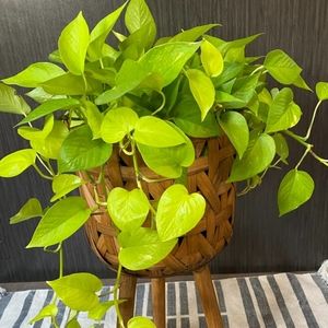 Neon Pothos Cutting